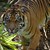 Умря рядък вид суматранска тигрица, бременна с две малки
