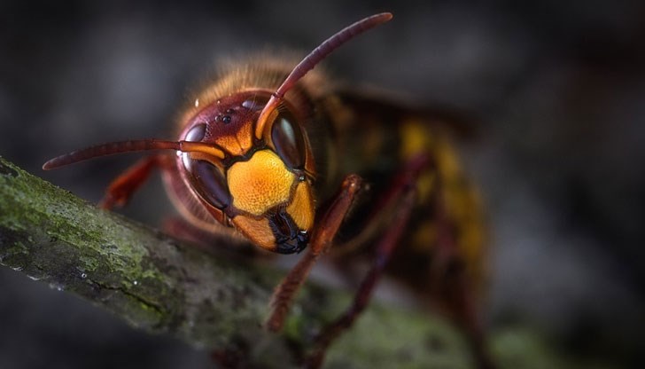 Осемнайсет души бяха ранени при нападение на рояк стършели на винен фестивал Осемнайсет души бяха ранени при нападение на рояк стършели на винен фестивал