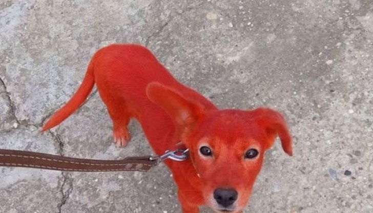 Поредна гавра с животно у нас