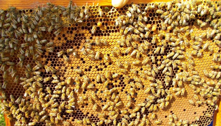 Как да приготвим лекарството от пчели в домашни условия?