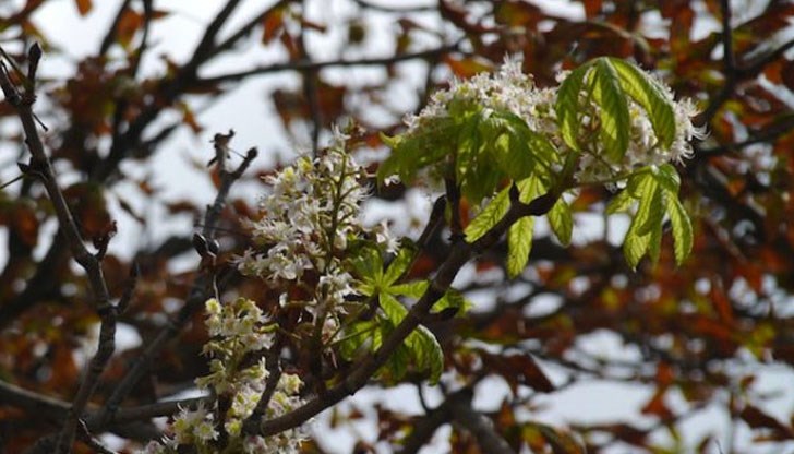 Според народните поверия, това е предвестник на много студена зима