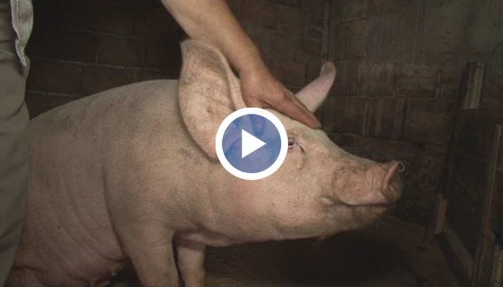 Принудиха ни да заколим прасето за два дена да го няма, до четвърти включително. Ако ги не заколим, ще минат да ги инжектират