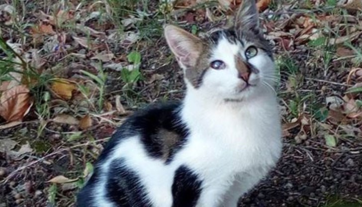 Търсим стопани за чаровницата Нел