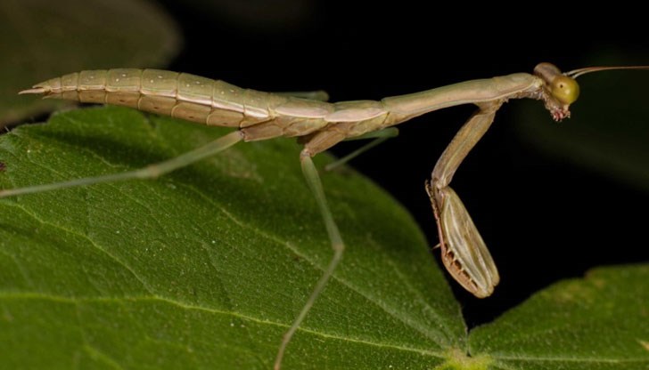 Богомолките са едни от най-големите хищни насекоми на Земята