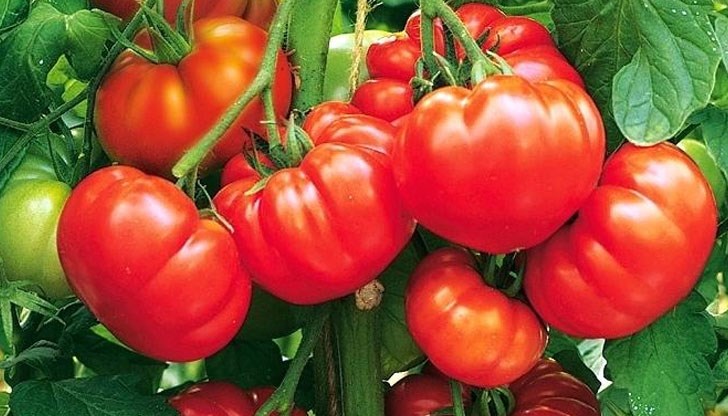 За 30 години пенсионираният полицай е събрал 3847 сорта За 30 години пенсионираният полицай е събрал 3847 сорта