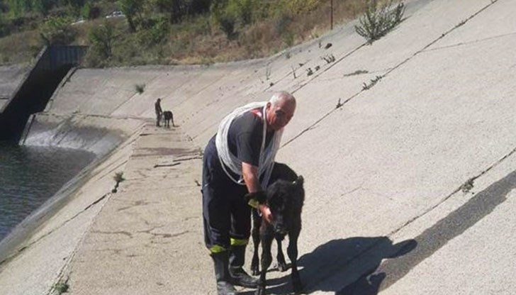 По първоначални данни, стадо животни попаднали във водите на водоем - изравнител на територията на беловското село Момина Клисура