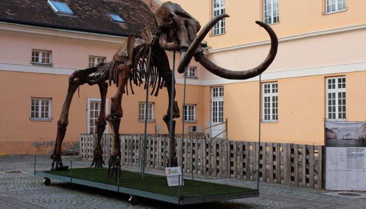 Те ще представят колекция от фосили на хоботни бозайници