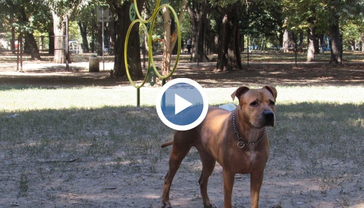 Стопаните на четириногите веднага намериха кусури на съоръженията