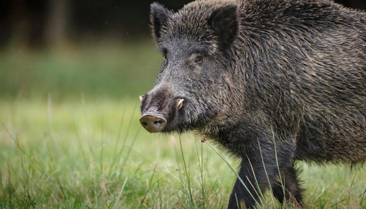 Протестът е заради подготвяна забрана за груповия лов