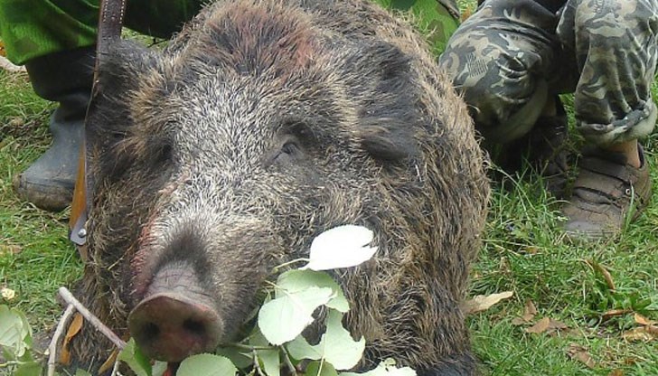 Буферни зони заради огнището на Африканска чума в село Тутраканци