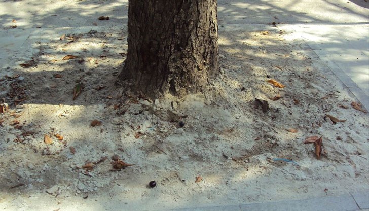 Кестените, които и без това боледуват, са обречени на смърт!