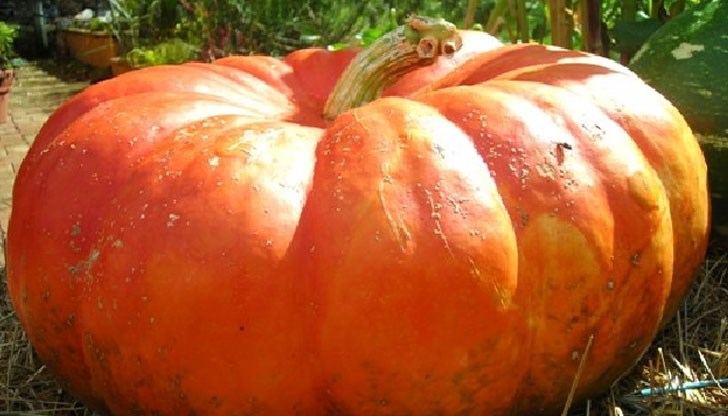 Най-голямата тиква, победител в конкурса под наслов "Тиква най- най-" Най-голямата тиква, победител в конкурса под наслов "Тиква най- най-"