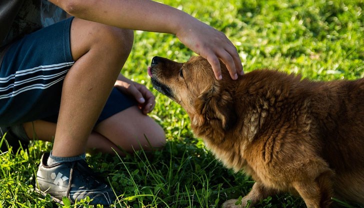 Санкцията е наложена, защото животното нямало чип