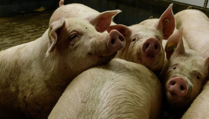 Това беше решено след първото регистрирано огнище на заболяването у нас Това беше решено след първото регистрирано огнище на заболяването у нас