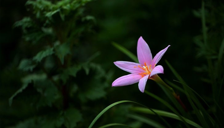 Засетите площи тази година надхвърлят 6500 дка