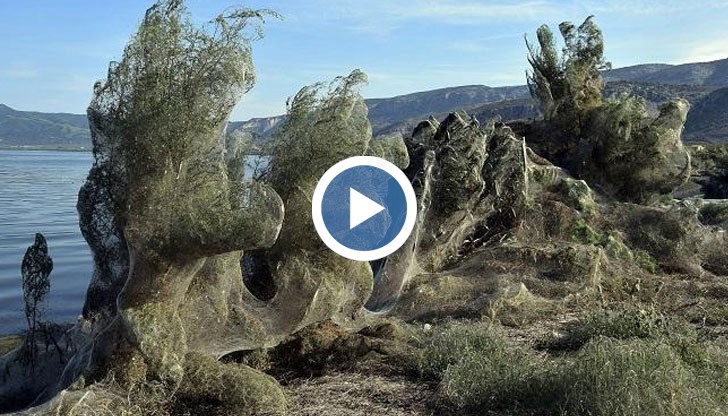 Дървета и растителност в района са завзети от мрежите на паяците "Tetragnatha“