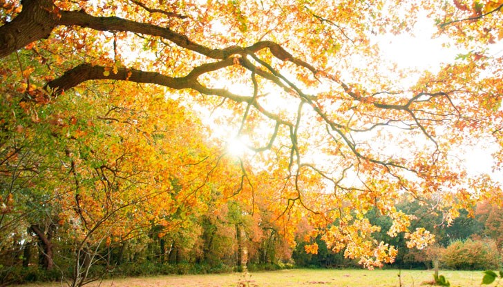 Ще духа слаб, в източните райони до умерен вятър от изток-североизток Ще духа слаб, в източните райони до умерен вятър от изток-североизток