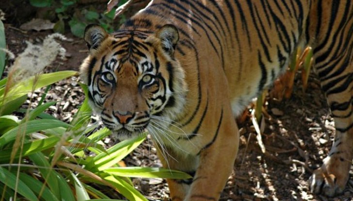 Капан за прасета отне живота на животното, застрашено от изчезване Капан за прасета отне живота на животното, застрашено от изчезване