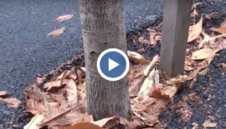 Асфалт задушава дърветата по улица „Борисова"