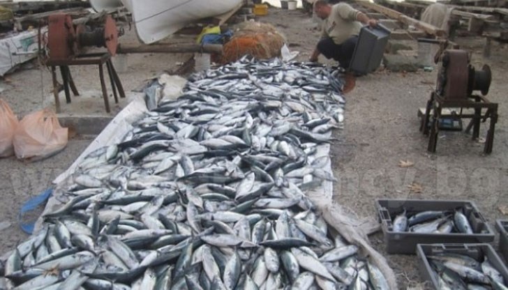 Морето завря от сафрид и дребен паламуд, излезе и чернокоп Морето завря от сафрид и дребен паламуд, излезе и чернокоп