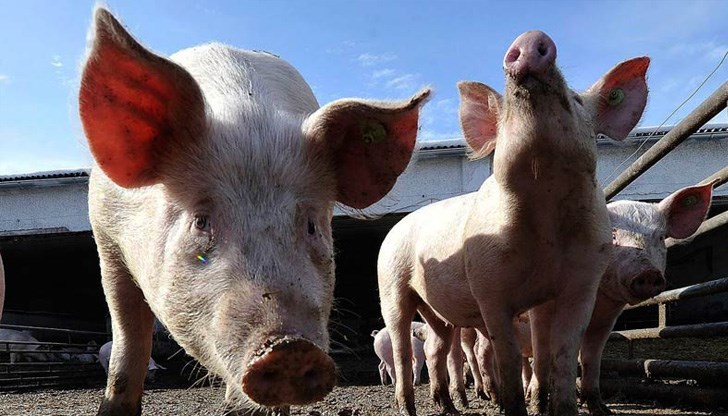 Село Брънищари се намира по средата между Букурещ и Русе Село Брънищари се намира по средата между Букурещ и Русе