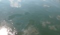 Мазутни петна по река Дунав
