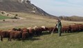 Задължават пастирите да си водят дневник за пашата на животните