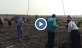 Засадиха 2000 тополи край село Бръшлен