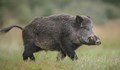 Африканската чума улесни отстрела на дива свиня