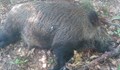 Претърсват за умрели диви прасета край село Кайнарджа