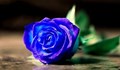 Учени създадоха първата истинска синя роза