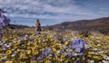 Килим от цветя покри пустиня в Южна Африка