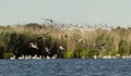 Успешно приключи гнездовият период на къдроглавия пеликан в резерват „Сребърна"