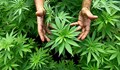 Намериха 14 килограма марихуана в къща в Нови хан
