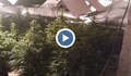 Разкриха две високотехнологични наркооранжерии край Варна