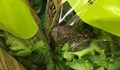 Намериха жива жаба в опакована салата