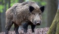 Нова забрана за лов на диви прасета