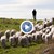 Пастир: Трябва да стана даскал, вместо да паса овцете