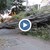Бурният вятър събори дърво в центъра на Русе