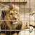 Умря лъвът в плевенския зоопарк