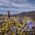 Килим от цветя покри пустиня в Южна Африка