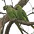 Колонии от папагали изместват гълъбите в Атина