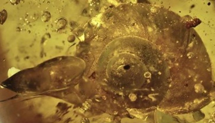 Екземплярът е запазен в кехлибар Екземплярът е запазен в кехлибар