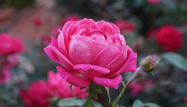 Нерегистираните фермери ще отнасят глоба за производство на розов цвят Нерегистираните фермери ще отнасят глоба за производство на розов цвят