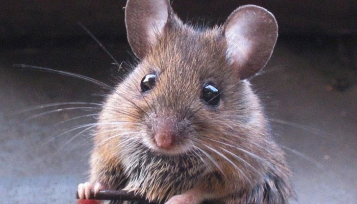 Поверия и обичаи на малко известния у нас празник от есенния цикъл народни празници