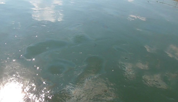 Замърсяването е забелязано в района на Видин
