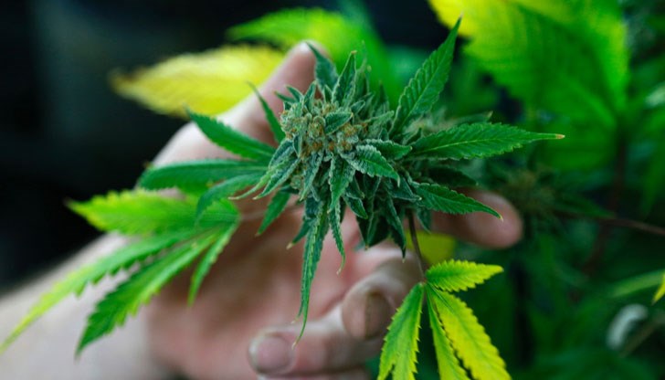 32-годишният мъж е и ветеринарен лекар, отгледал 80 кг от дрогата в собствения си имот.