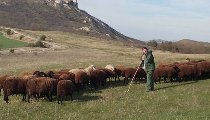В него ще се вписва броят им по вид и категория с дните и часовете на извеждане В него ще се вписва броят им по вид и категория с дните и часовете на извеждане