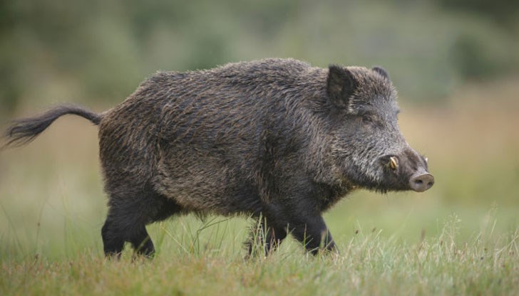 Отпада изискването лесничеи да присъстват при индивидуален лов на дива свиня в ловностопанските райони, предоставени на ловните дружини