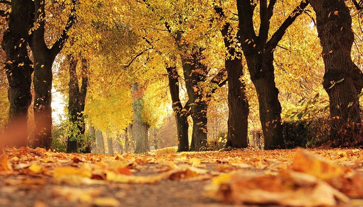 Всяка година есента изкушава очите ни с пъстротата от цветове